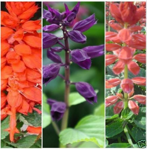 SCARLET SAGE Salvia splendens *Salsa Mix* 100mg SEEDS  