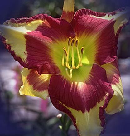 plants shipping daylily abbreviations xxxxx hybridizer year 