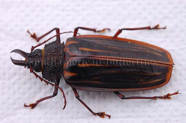 ESCARABAJO hembra ** DESMONTADO A1 RARO de MACRODONTIA ITAYENSIS 