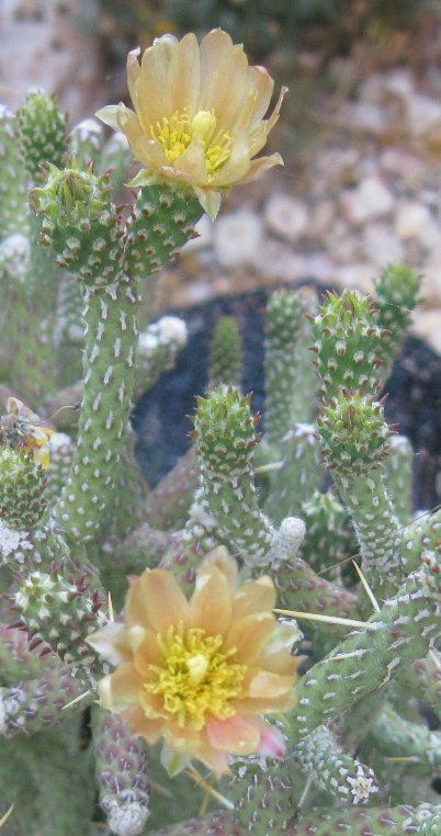 Cylindropuntia ramosissima Diamond Cholla Cactus  