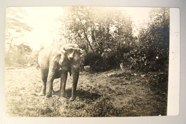 1910 RPPC POSTCARD CIRCUS TRAIN WRECK DEAD ELEPHANT  