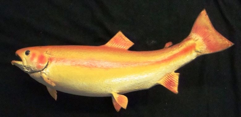 Superb 21 Golden Trout Skin Mount Taxidermy  