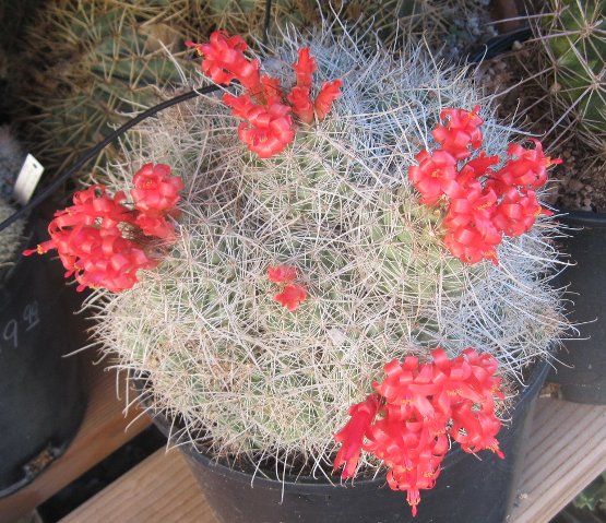 Cochemiea setispina Huge Clump of Stems Cactus LG  