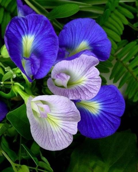 25 Seeds BLUE Butterfly Pea Vine   CLITORIA ternatea  