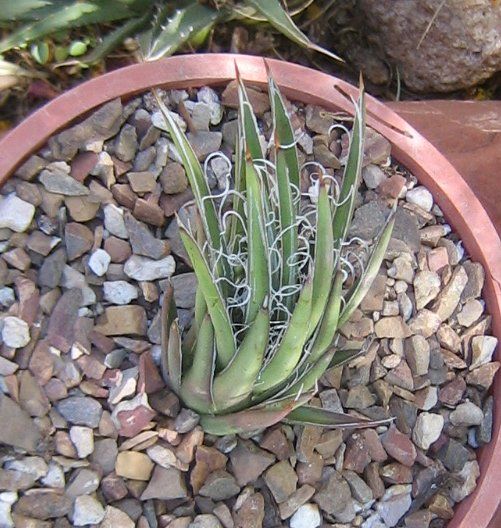 Agave leopaldii II Narrow Leaves Curly White Hairs SM  