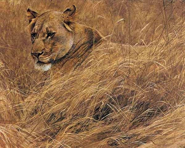 BATEMAN, IN THE GRASS LIONESS  LTD ED PRINT, WILDLIFE  