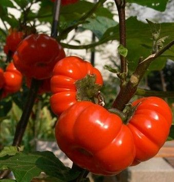 PUMPKIN ON A STICK Solanum integrifolium CRAZY 15 seeds  