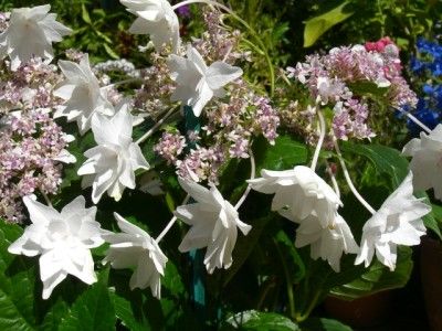 UNIQUE HYDRANGEA SHOOTING STAR WHITE LACE CAP PLANT  