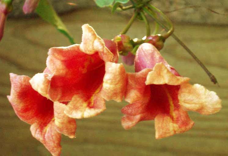 Crossvine Tangerine Beauty (Bignonia capreolata)  