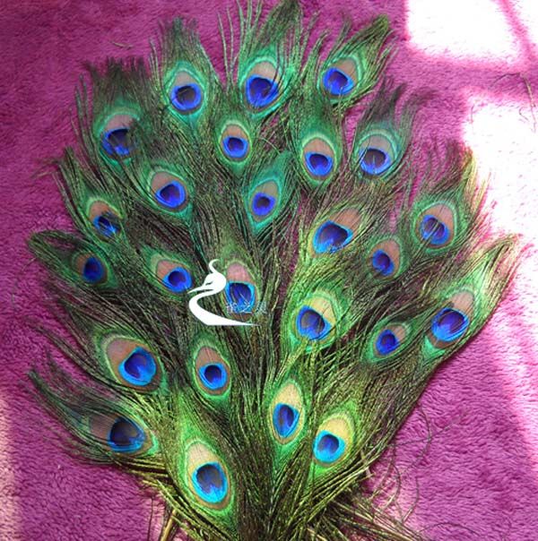 NEW 50 natural peacock tail feathers,about 26 30cm  