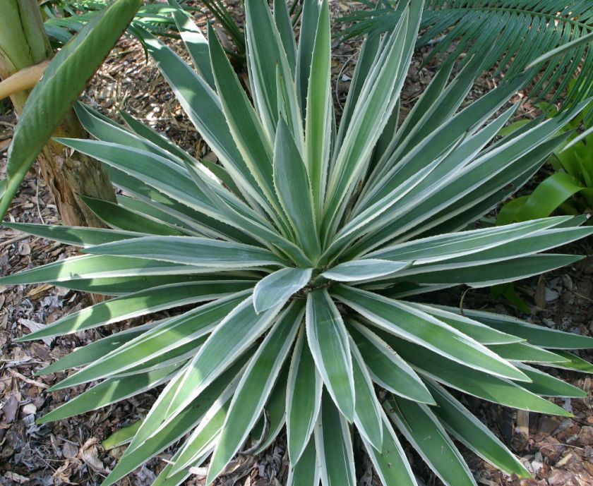 Agave Angustifolia Caribbean variegated  