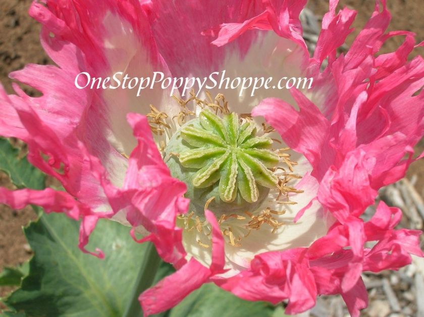   Papaver somniferum Poppy Seeds  Afghan Pink/ White   White Flower Seed