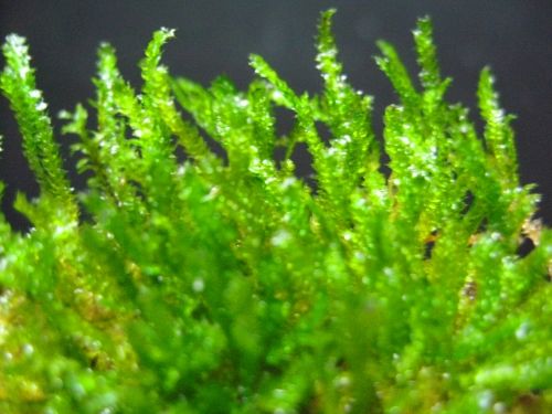 Java Moss x2   Live aquarium plant fish tank fren nana  