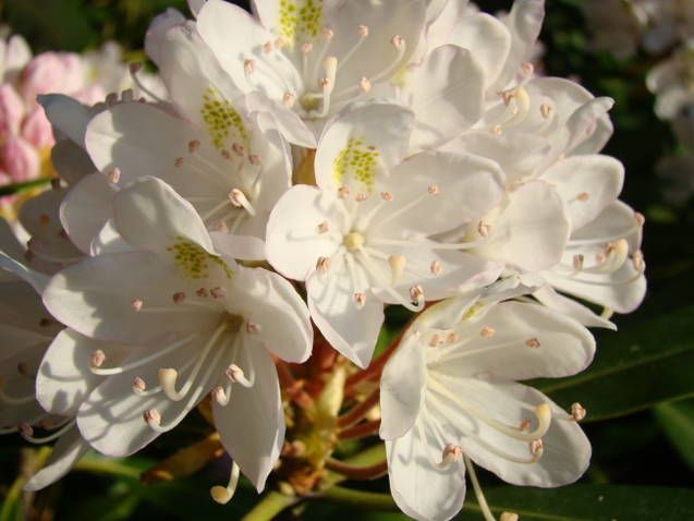    RHODODENDROM~~Light Pink Flowering Shrub~~30 seeds+ Fresh 2011