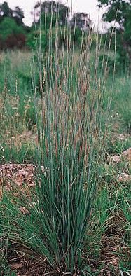 Little Bluestem Ornamental Grass Seeds 200++  