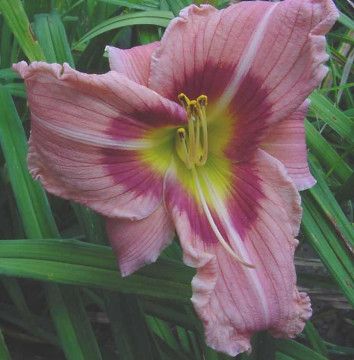 DAYLILY SORCERER Melon w/Rose Eye, Triple Fan  