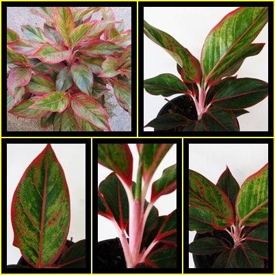 Plants Of Siam Aurora Best Thailand Aglaonema + Phyto  